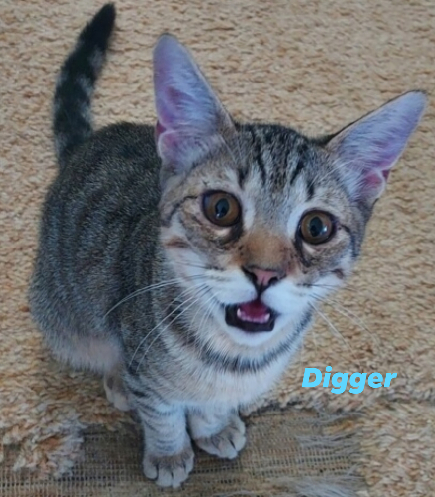 Digger, an adoptable Domestic Short Hair, Bengal in Ocala, FL, 34475 | Photo Image 2