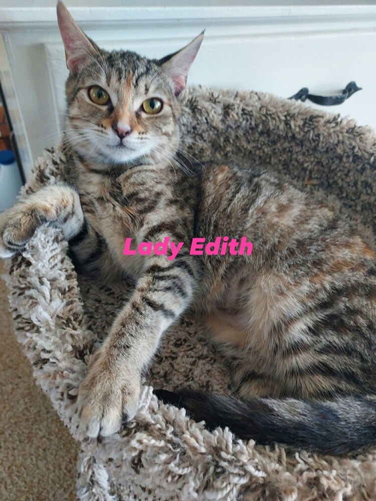 Lady Edith, an adoptable Domestic Short Hair, Calico in Ocala, FL, 34475 | Photo Image 1