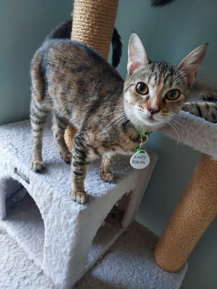 Lady Edith, an adoptable Domestic Short Hair, Calico in Ocala, FL, 34475 | Photo Image 2