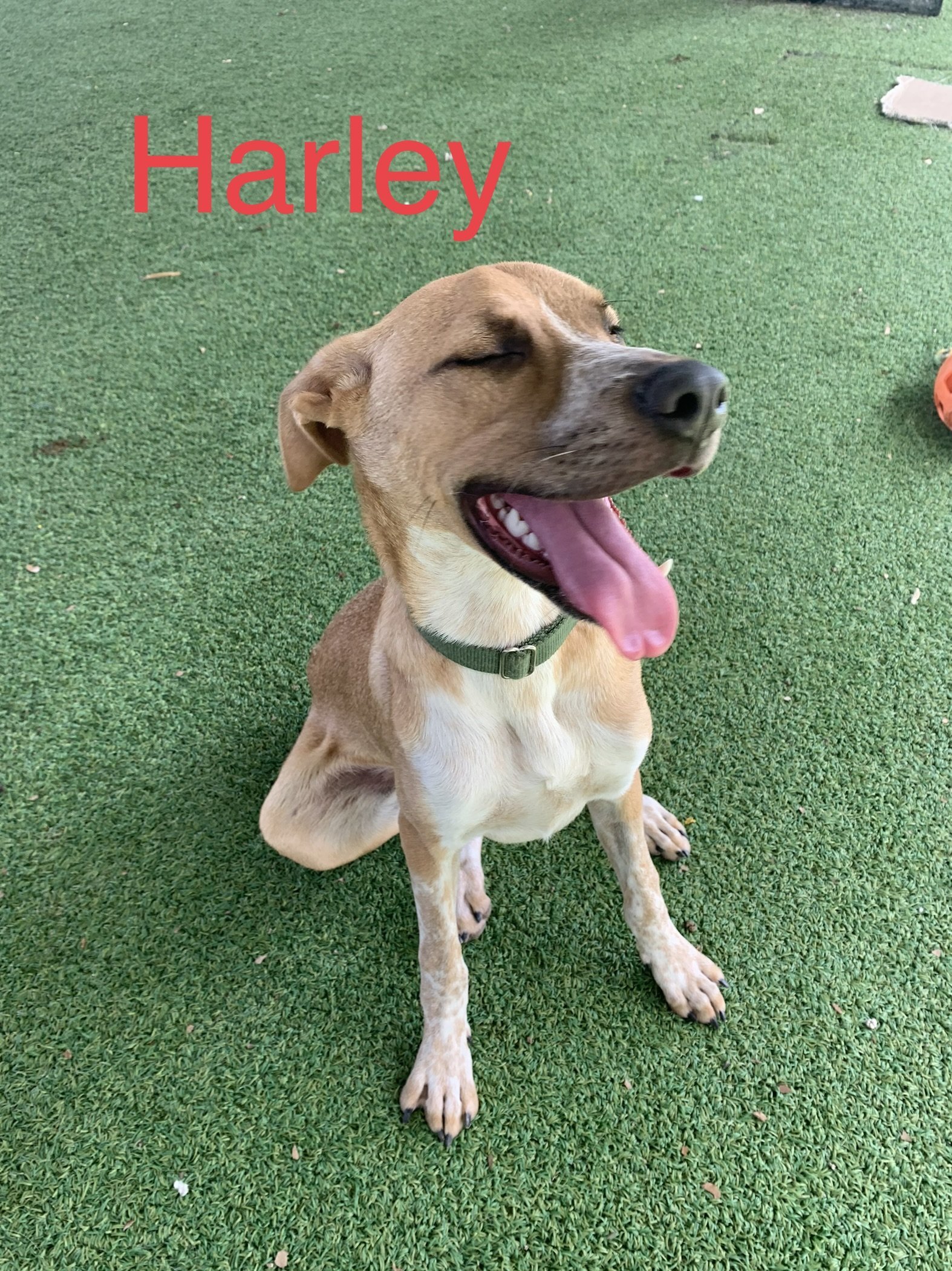 Harley, an adoptable Retriever, Labrador Retriever in Pipe Creek, TX, 78063 | Photo Image 3