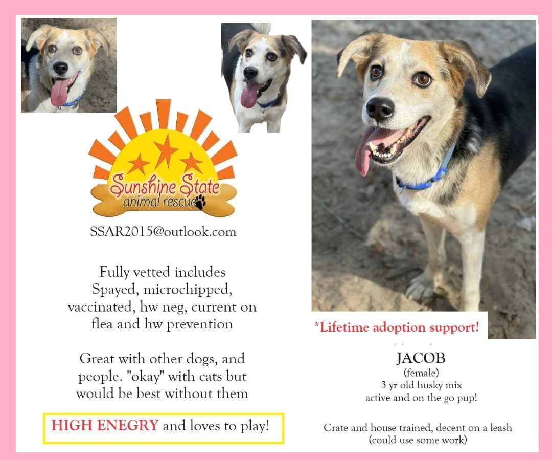 Jackie (Jacob), an adoptable Husky in Navarre, FL, 32566 | Photo Image 3