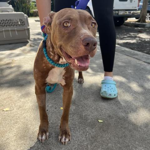 Mabel, an adoptable American Staffordshire Terrier in Washington, PA, 15301 | Photo Image 3