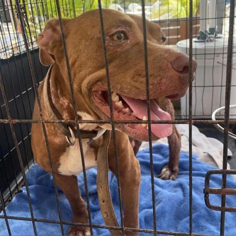 Mabel, an adoptable American Staffordshire Terrier in Washington, PA, 15301 | Photo Image 3