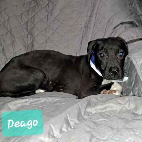 Deago