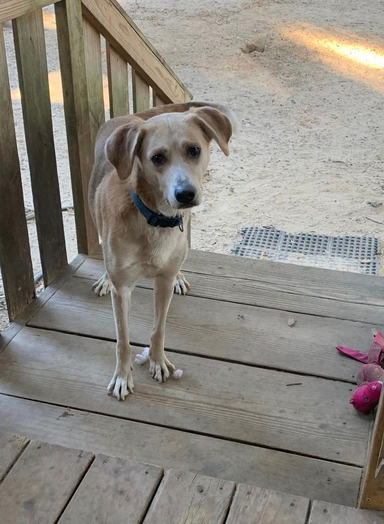 Brownie, an adoptable Husky in Navarre, FL, 32566 | Photo Image 2