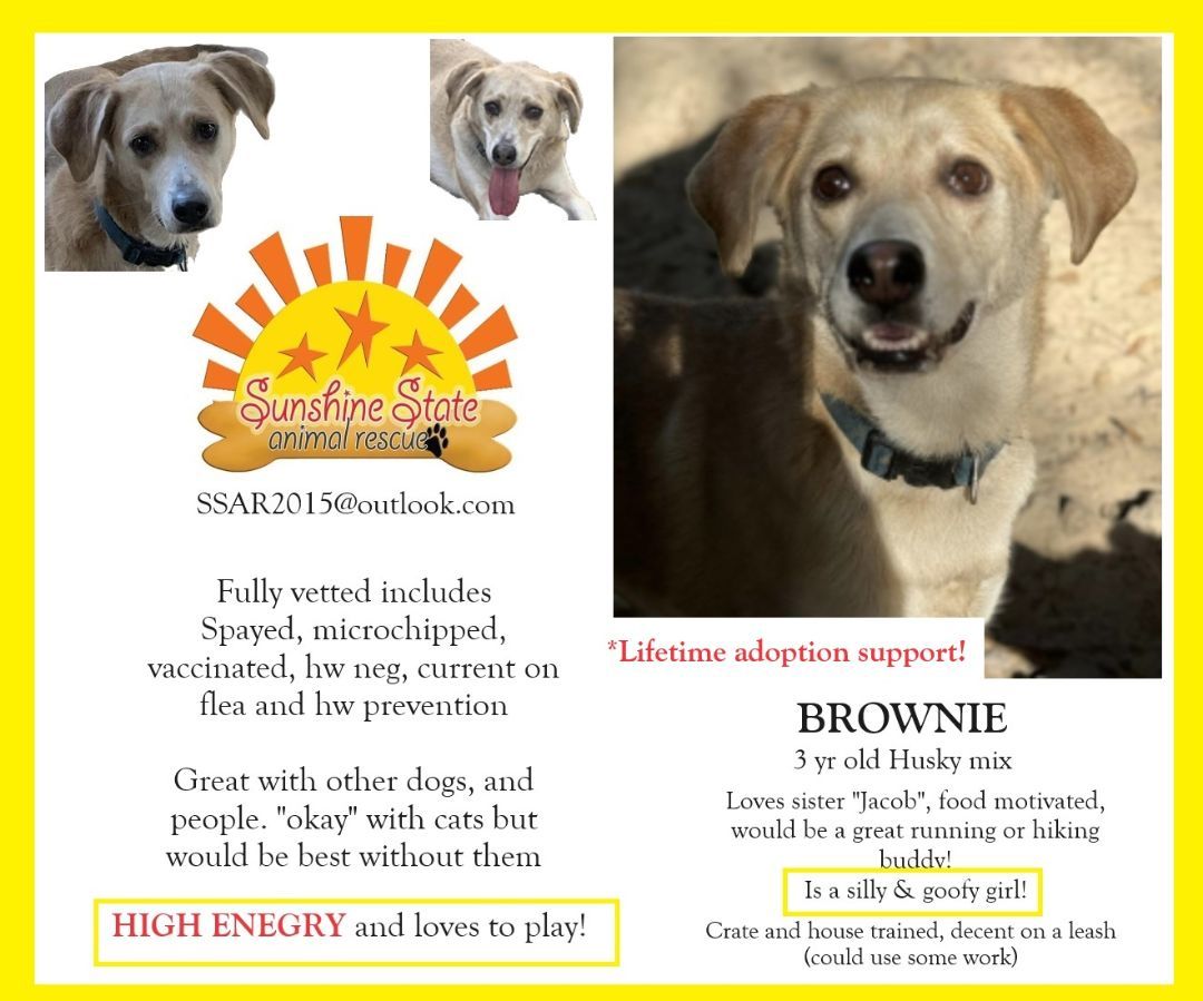 Brownie, an adoptable Husky in Navarre, FL, 32566 | Photo Image 1