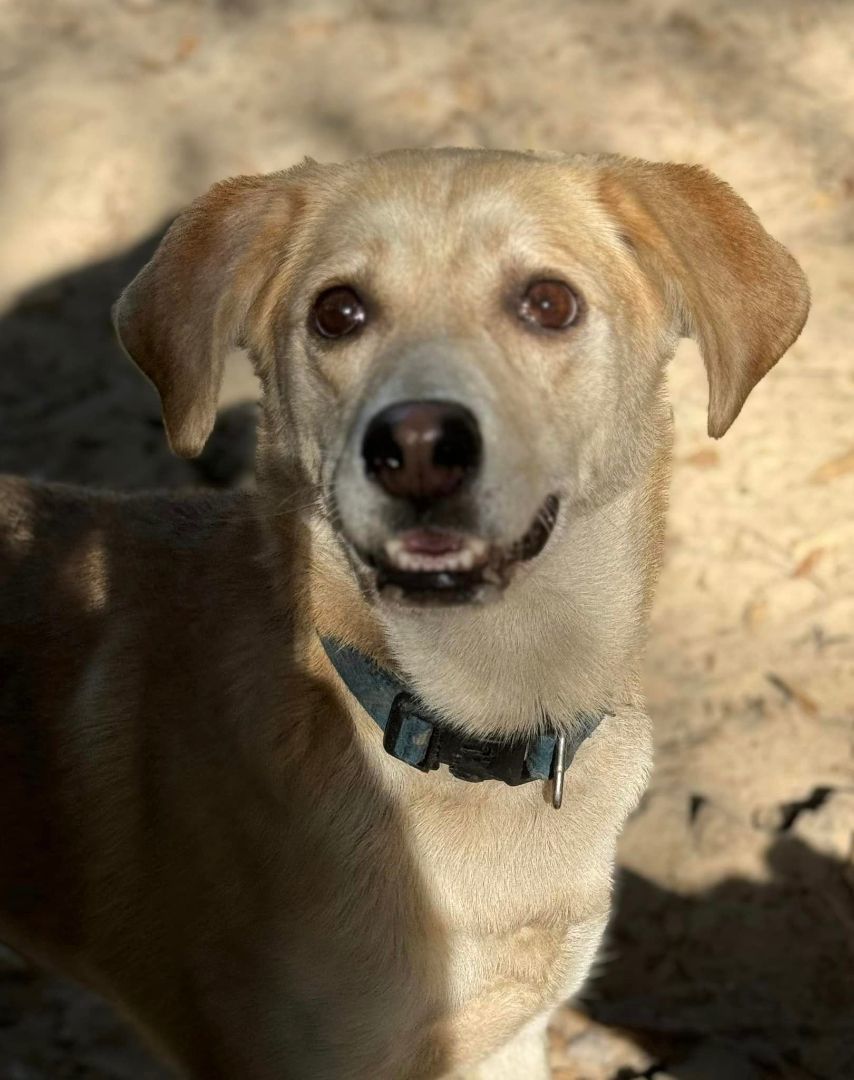 Brownie, an adoptable Husky in Navarre, FL, 32566 | Photo Image 5