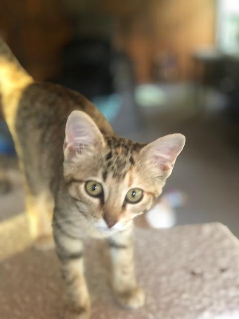 Buttons, an adopted Torbie in Pierre, SD_image-1