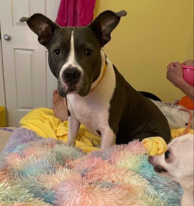 Dog for adoption Ky Ky, a Pit Bull Terrier Mix in Florissant, MO