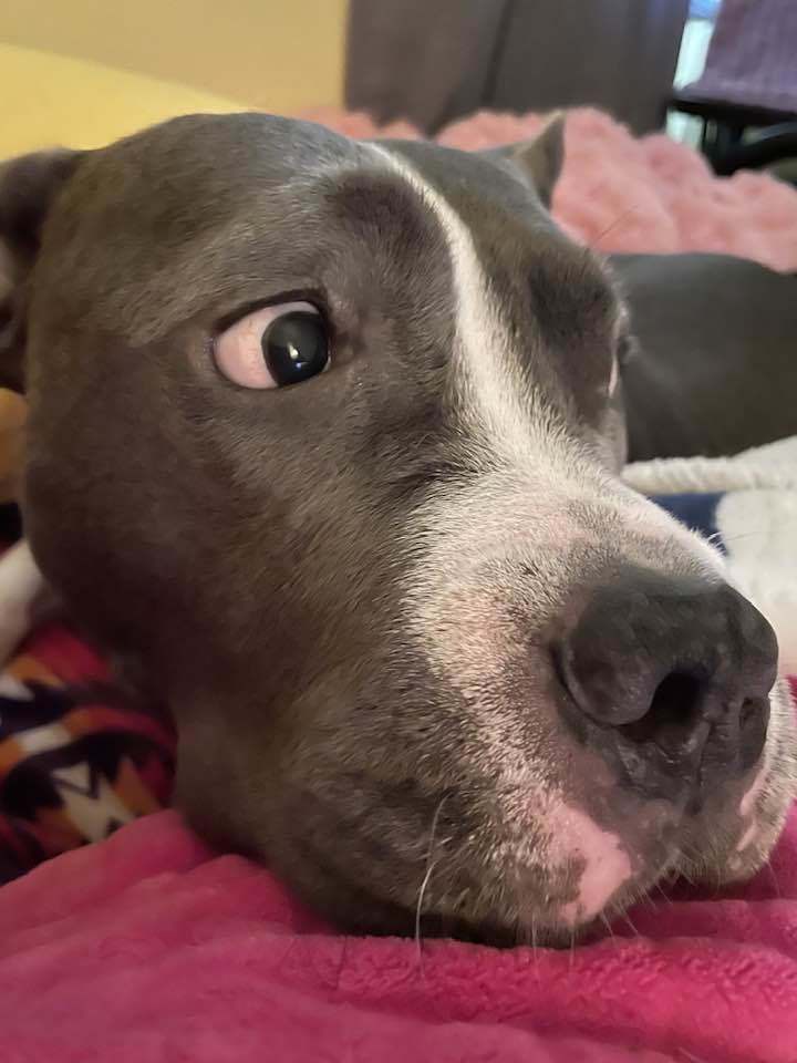 Ky Ky, an adoptable Pit Bull Terrier in Florissant, MO, 63034 | Photo Image 5