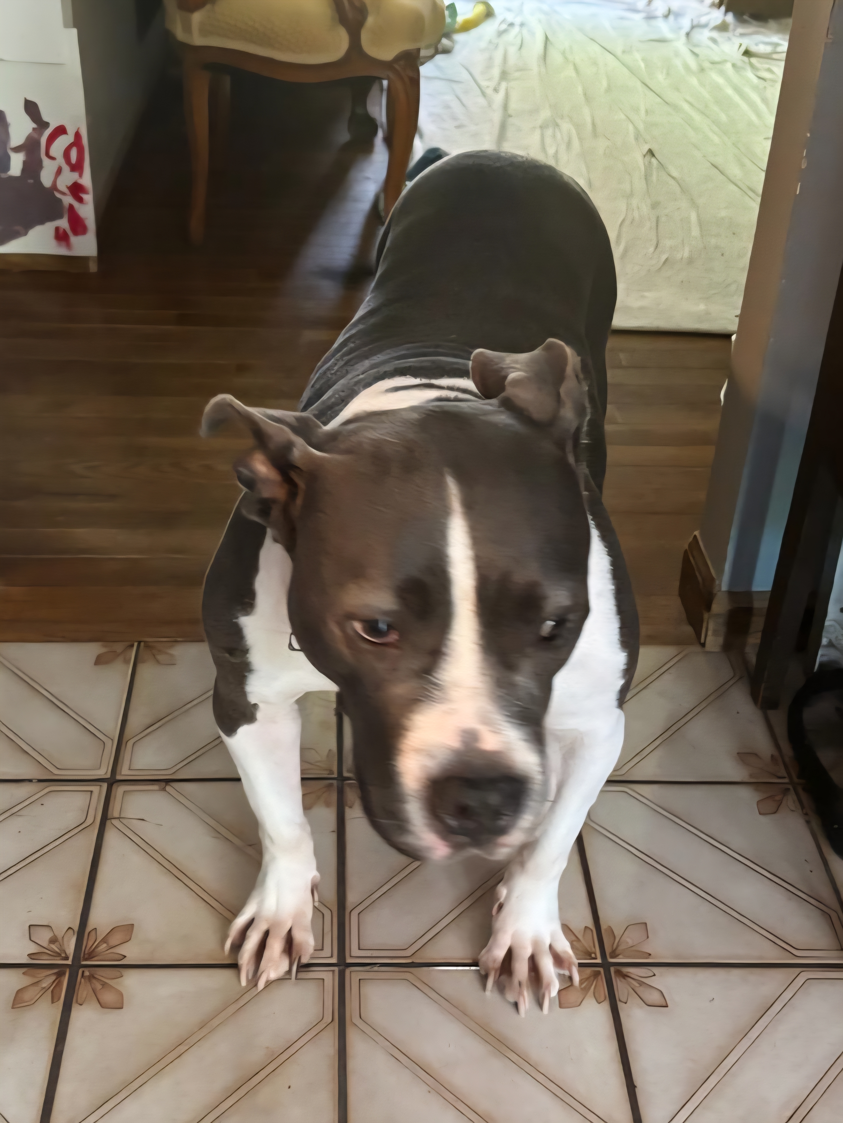 Ky Ky, an adoptable Pit Bull Terrier in Florissant, MO, 63034 | Photo Image 7