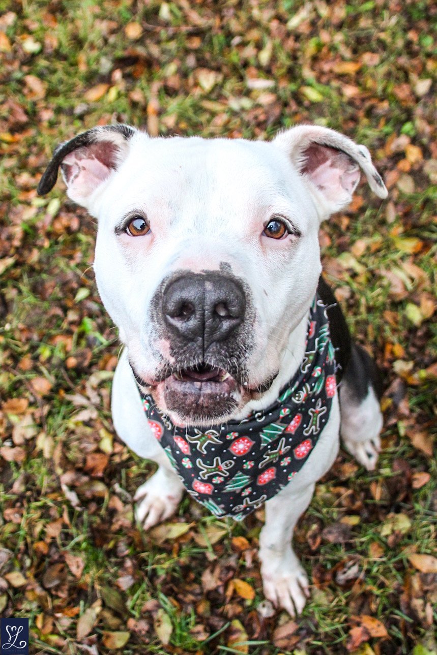 Charlie, an adoptable American Staffordshire Terrier in Lockport, NY, 14095 | Photo Image 1