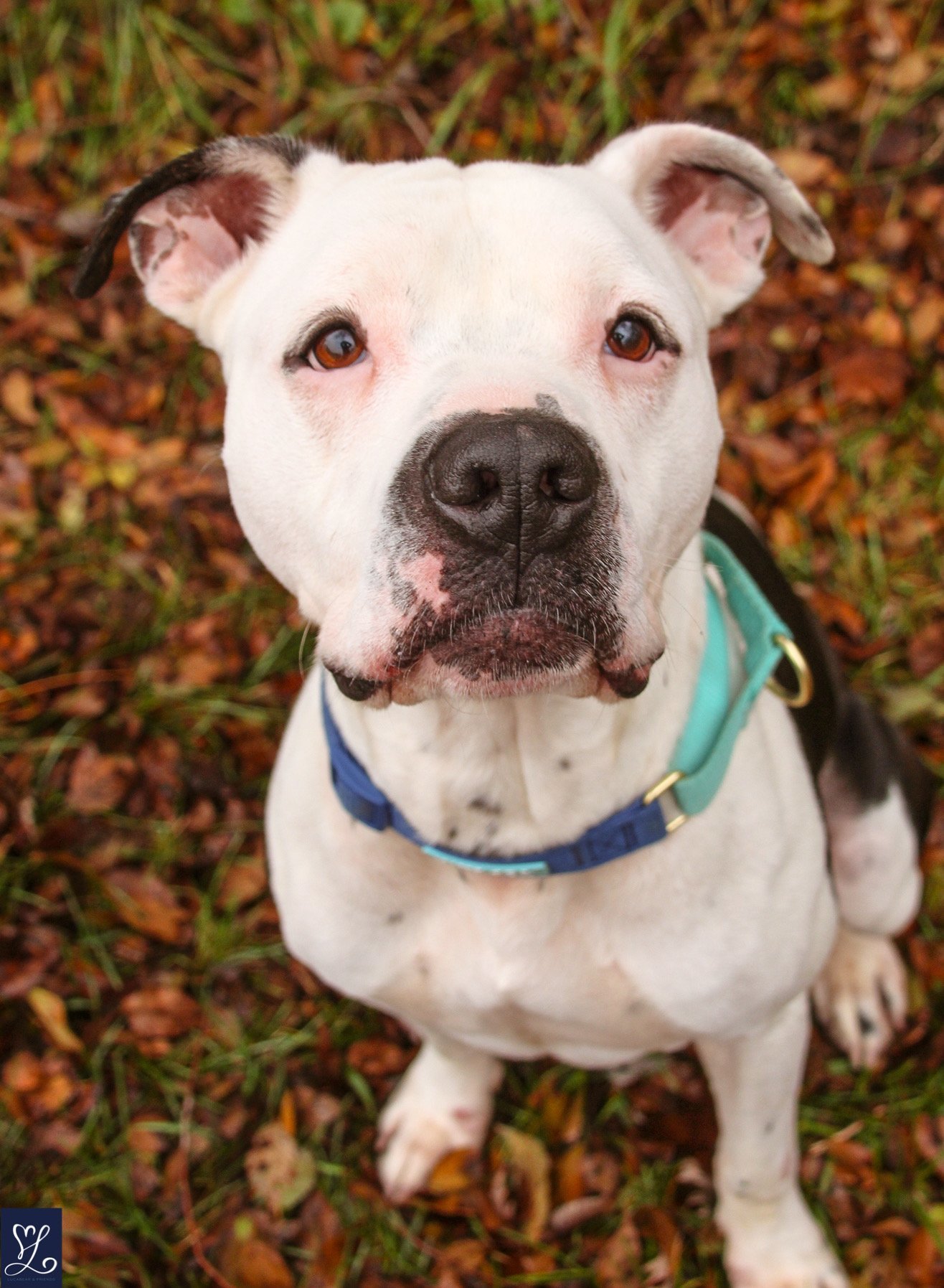 Charlie, an adoptable American Staffordshire Terrier in Lockport, NY, 14095 | Photo Image 2