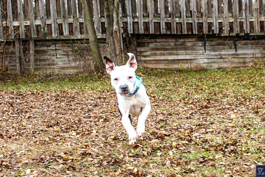 Charlie, an adoptable American Staffordshire Terrier in Lockport, NY, 14095 | Photo Image 3