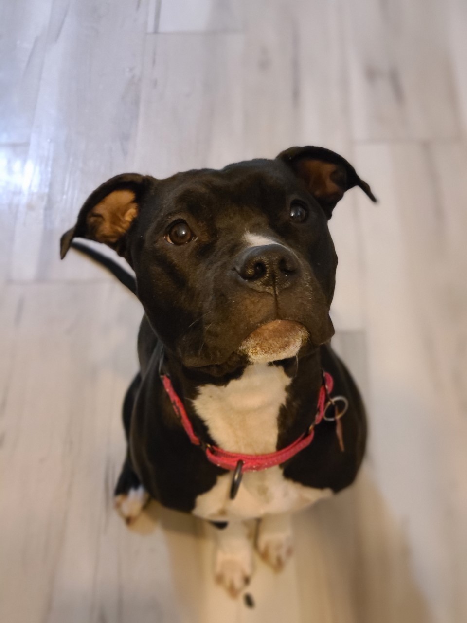 Luna Bear, an adoptable Pit Bull Terrier in Mesa, AZ, 85205 | Photo Image 2