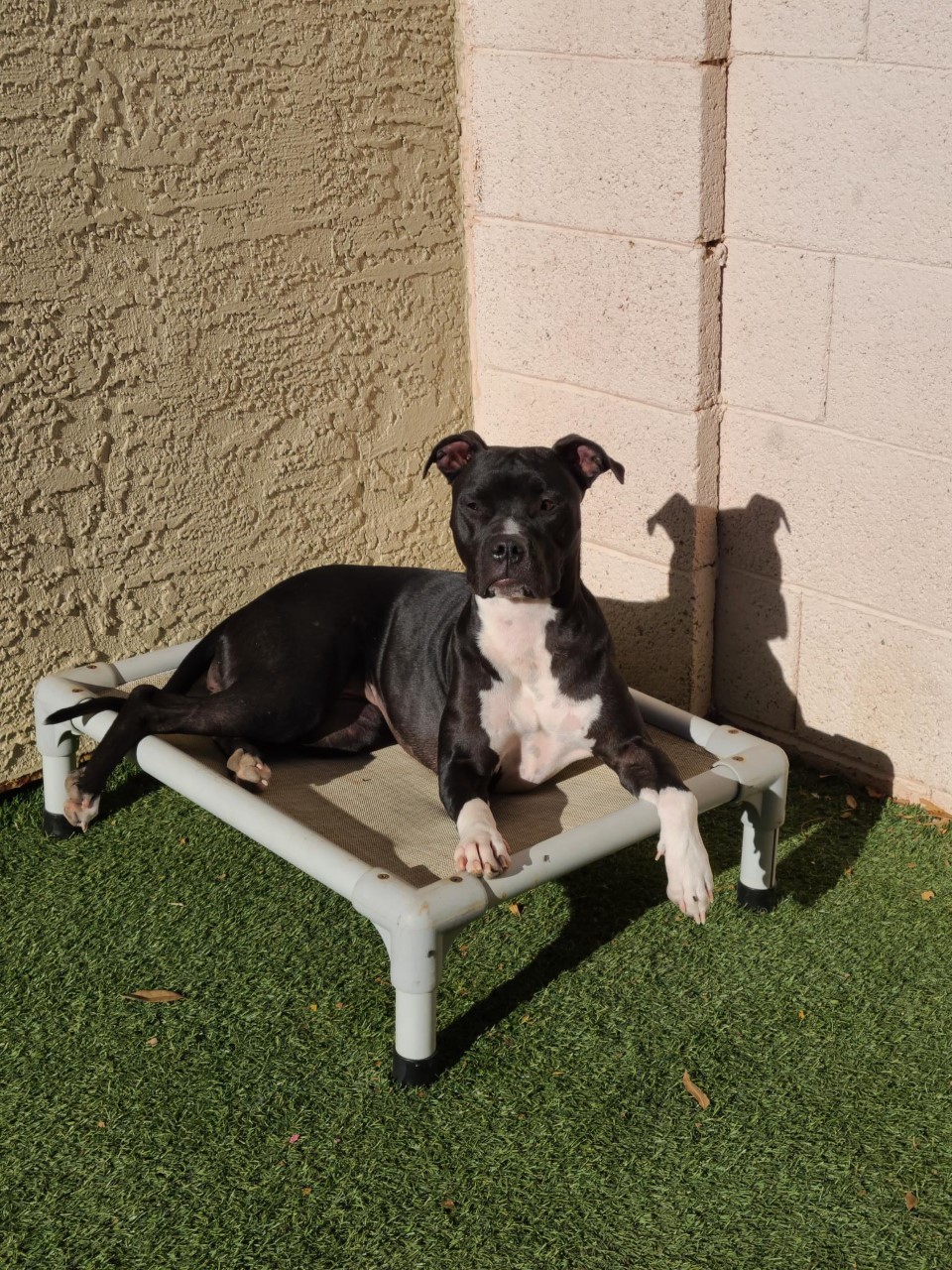 Luna Bear, an adoptable Pit Bull Terrier in Mesa, AZ, 85205 | Photo Image 3