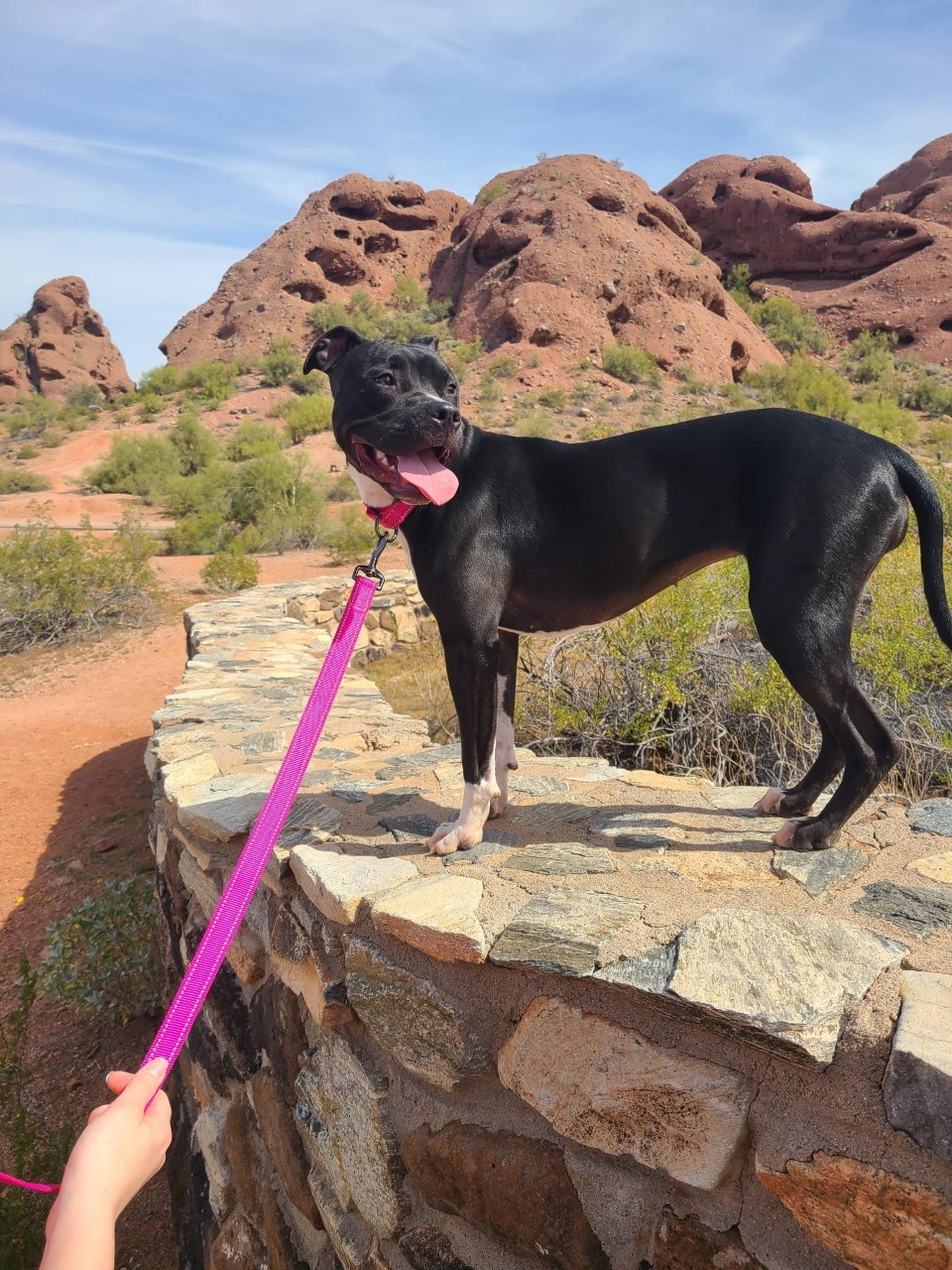 Luna Bear, an adoptable Pit Bull Terrier in Mesa, AZ, 85205 | Photo Image 4