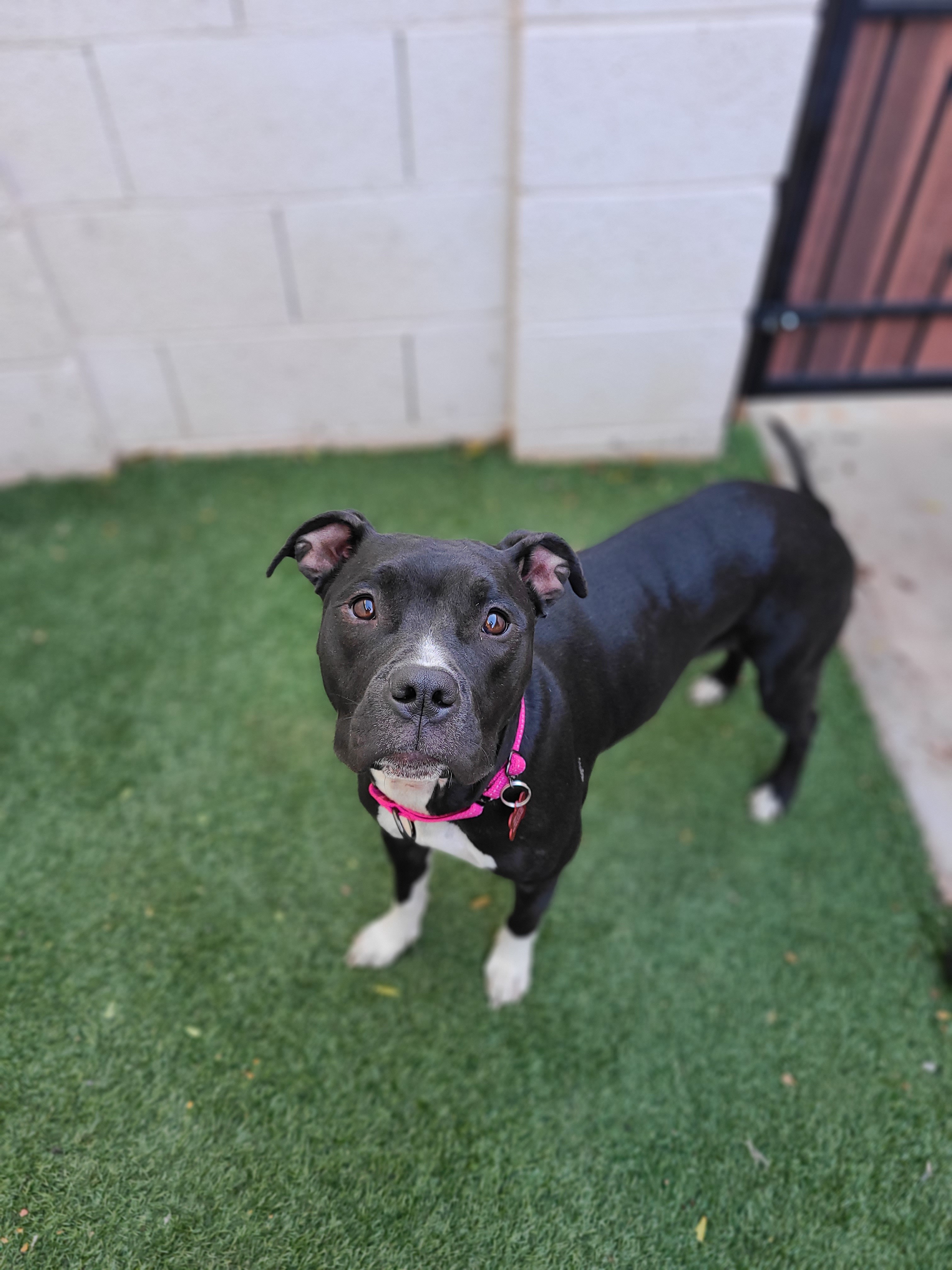 Luna Bear, an adoptable Pit Bull Terrier in Mesa, AZ, 85205 | Photo Image 5