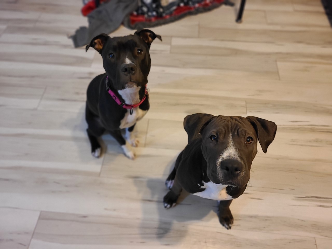 Luna Bear, an adoptable Pit Bull Terrier in Mesa, AZ, 85205 | Photo Image 6