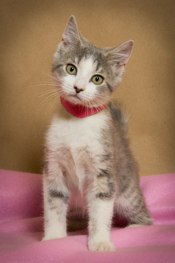 Zoey, an adoptable Manx Mix in Knoxville, TN_image-5
