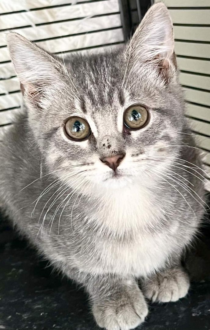 Fig, an adopted Domestic Short Hair Mix in Newcastle, OK_image-1