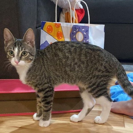 Noodle (Christina), an adoptable Domestic Short Hair in Vallejo, CA, 94591 | Photo Image 1