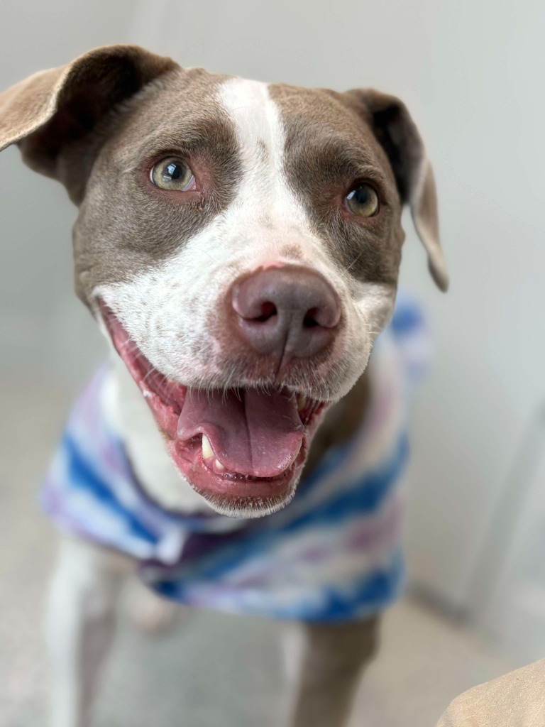 Gamora, an adoptable Labrador Retriever in New Bern, NC, 28563 | Photo Image 1