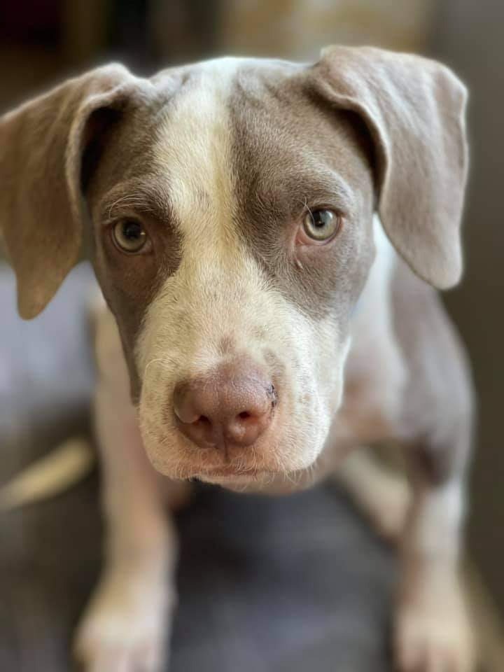 Gamora, an adoptable Pit Bull Terrier, Labrador Retriever in New Bern, NC, 28563 | Photo Image 2
