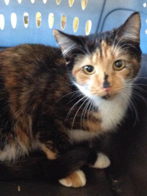 HESTER, an adoptable Calico in New Bern, NC, 28563 | Photo Image 2