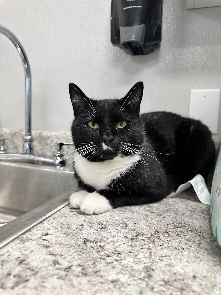 ROSEY (Mama Cat), an adoptable Domestic Short Hair in New Bern, NC, 28563 | Photo Image 1