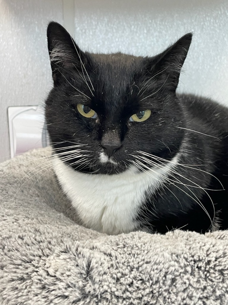 ROSEY (Mama Cat), an adoptable Domestic Short Hair in New Bern, NC, 28563 | Photo Image 1