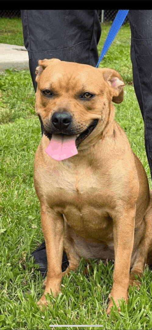 6042 Vecna, an adoptable Boxer, Terrier in Springfield, MO, 65810 | Photo Image 2