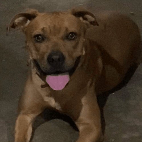 6042 Vecna, an adoptable Boxer, Terrier in Springfield, MO, 65810 | Photo Image 1