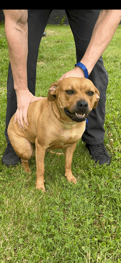 6042 Vecna, an adoptable Boxer, Terrier in Springfield, MO, 65810 | Photo Image 4