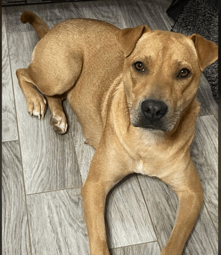 Dog for adoption - Yzma, a Shar-Pei & Rhodesian Ridgeback Mix in Vernon ...