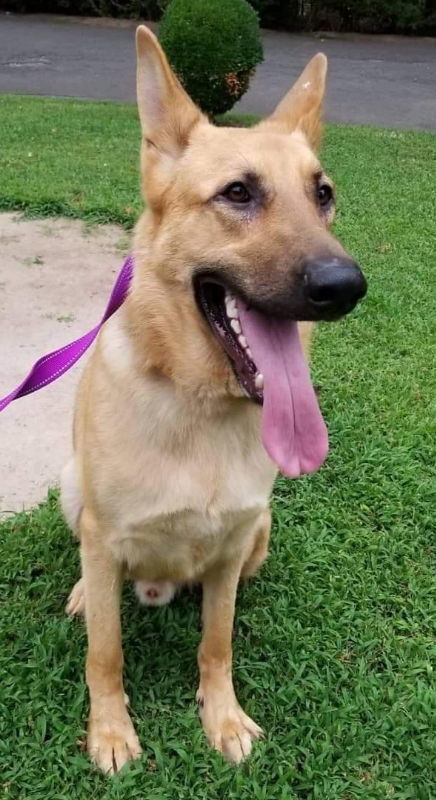 Titan, an adoptable German Shepherd Dog in Winston Salem, NC, 27104 | Photo Image 1