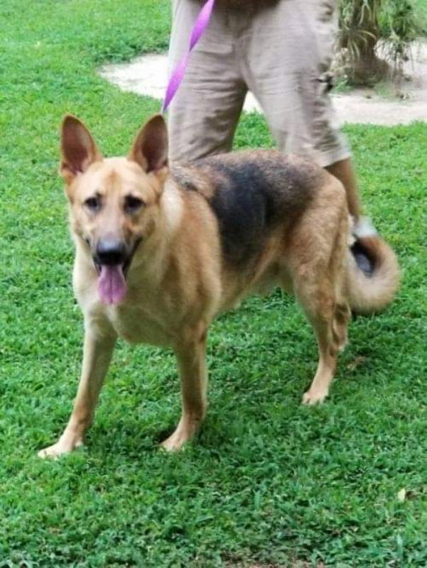 Titan, an adoptable German Shepherd Dog in Winston Salem, NC, 27104 | Photo Image 3