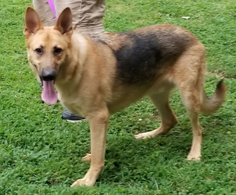 Titan, an adoptable German Shepherd Dog in Winston Salem, NC, 27104 | Photo Image 1