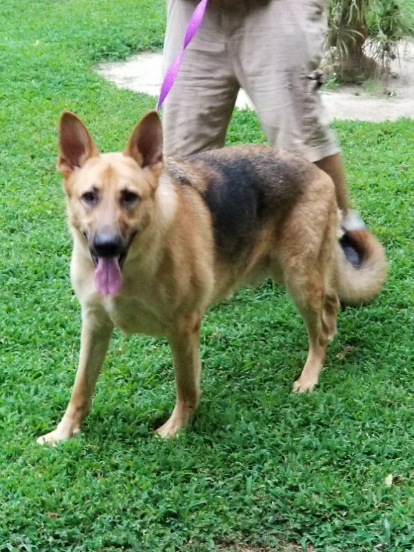 Titan, an adoptable German Shepherd Dog in Winston Salem, NC, 27104 | Photo Image 2