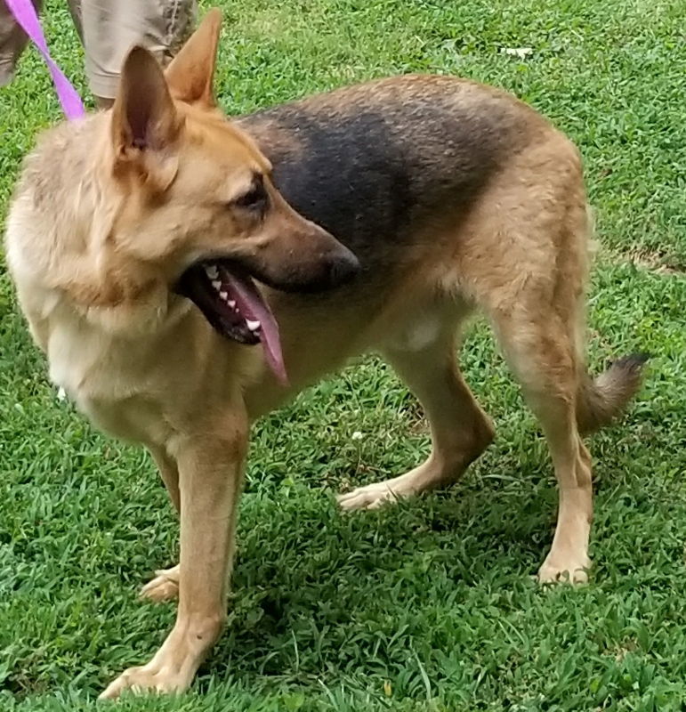 Titan, an adoptable German Shepherd Dog in Winston Salem, NC, 27104 | Photo Image 3