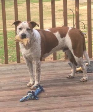 Treasure, Young Male Brittany Spaniel