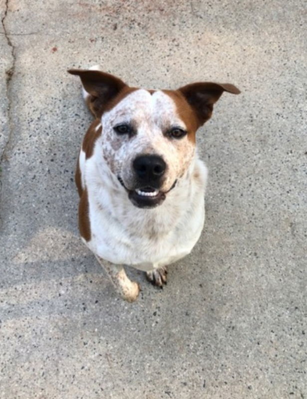 Treasure, an adoptable Brittany Spaniel, Boxer in Winston Salem, NC, 27104 | Photo Image 2