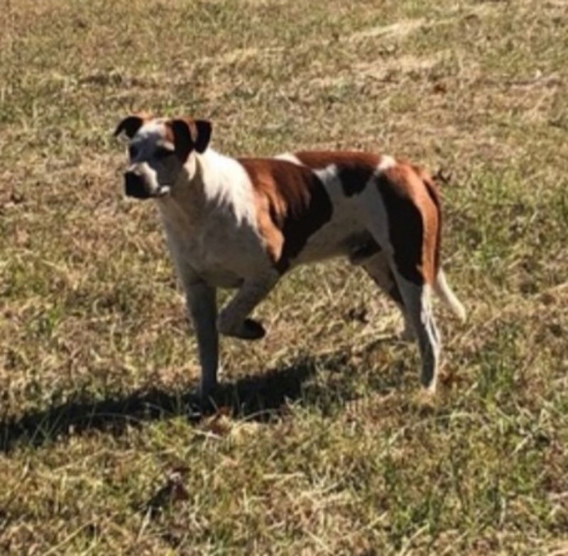 Treasure, an adoptable Brittany Spaniel, Boxer in Winston Salem, NC, 27104 | Photo Image 3