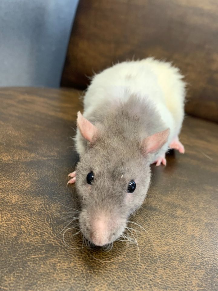 Remy, an adoptable Rat in Johnstown, PA_image-1