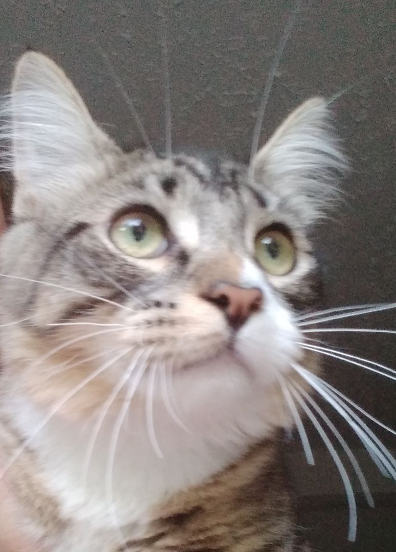 Cat for adoption Barney Playful and mellow kitten boy! (WA955016