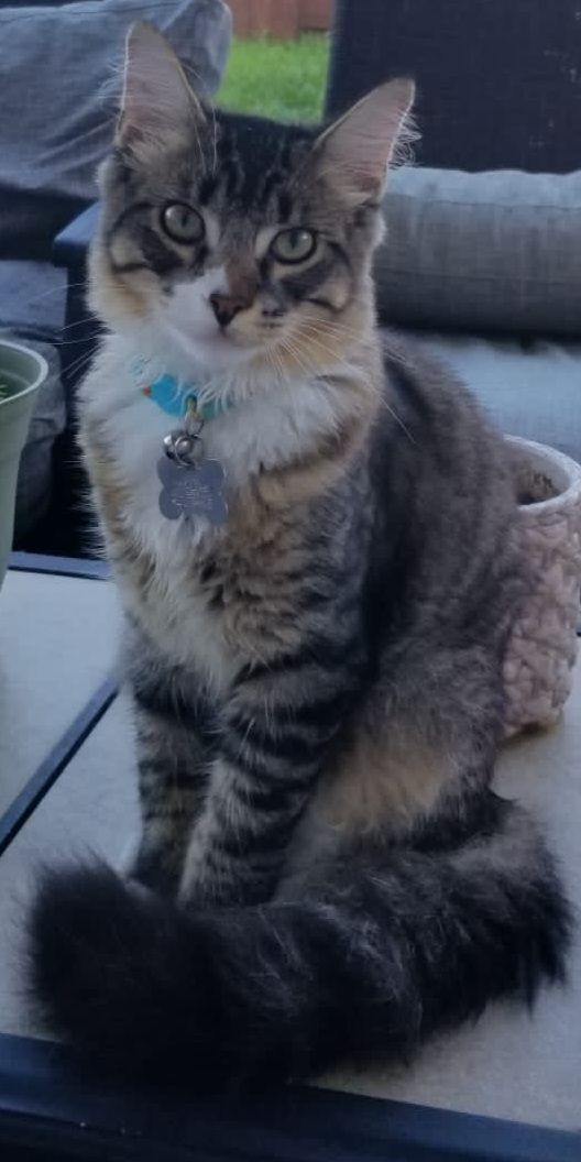 Cat for adoption Barney Playful and mellow kitten boy! (OR955016