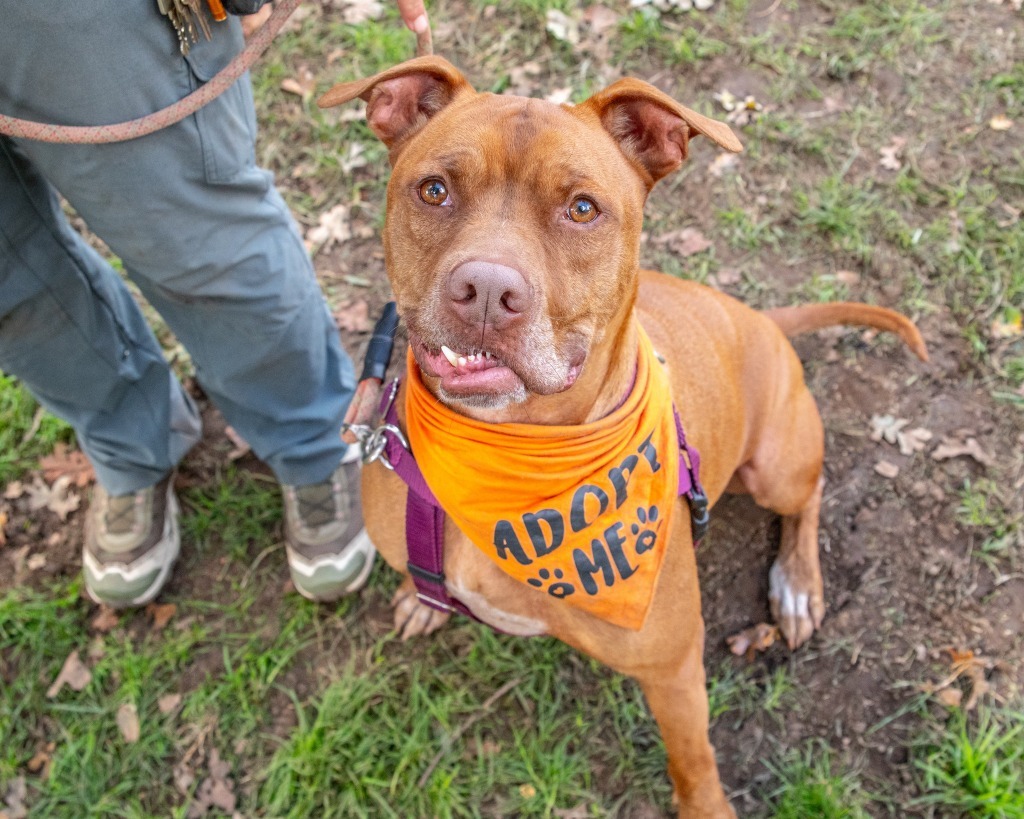Boomer, an adoptable Pit Bull Terrier, Boxer in Chico, CA, 95928 | Photo Image 1
