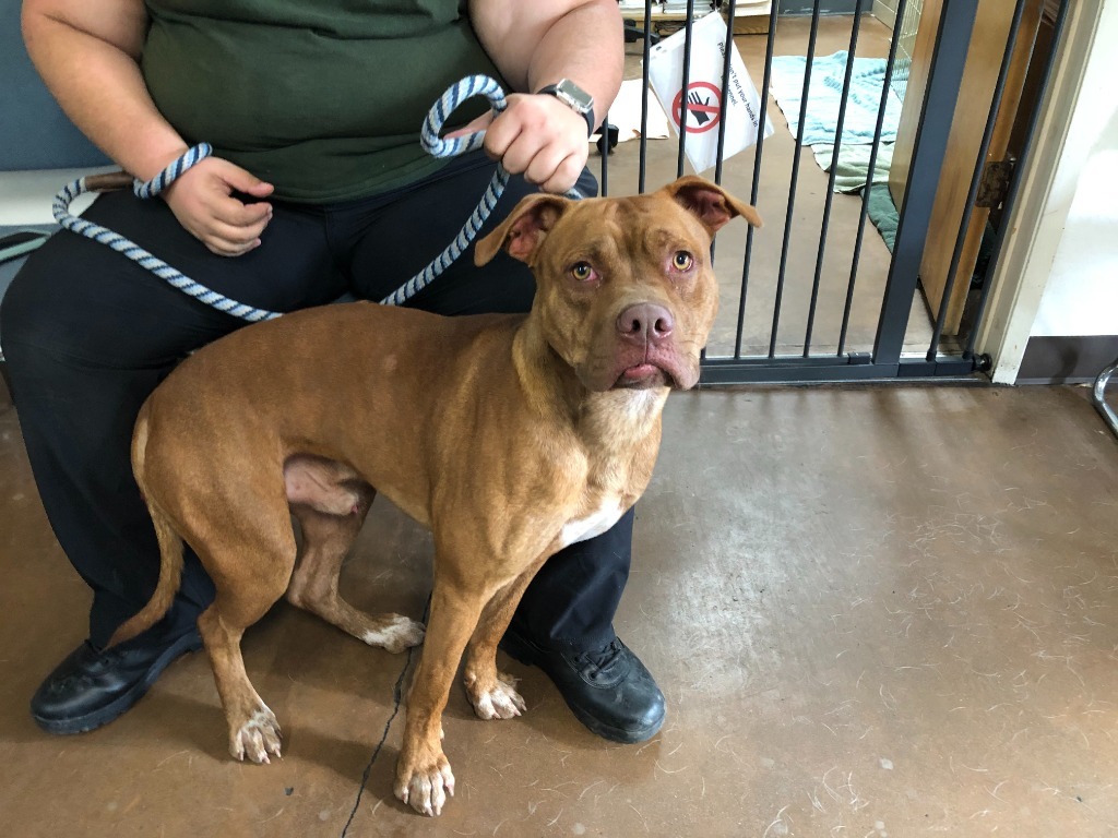 Boomer, an adoptable Pit Bull Terrier, Boxer in Chico, CA, 95928 | Photo Image 2