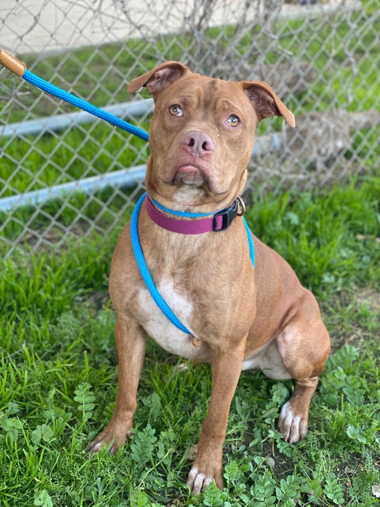 Boomer, an adoptable Pit Bull Terrier, Boxer in Chico, CA, 95928 | Photo Image 2
