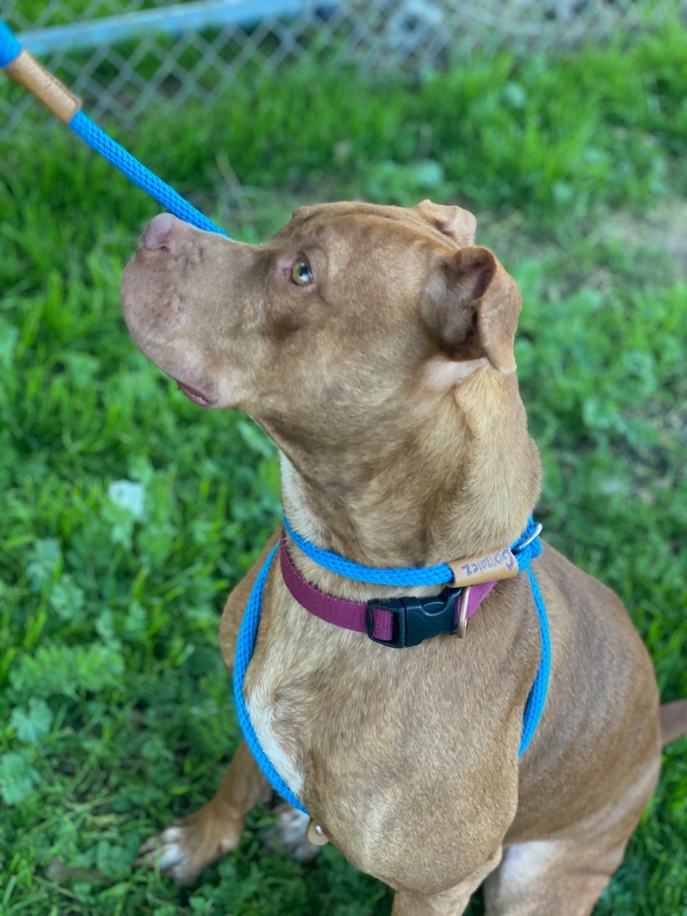 Boomer, an adoptable Pit Bull Terrier, Boxer in Chico, CA, 95928 | Photo Image 3